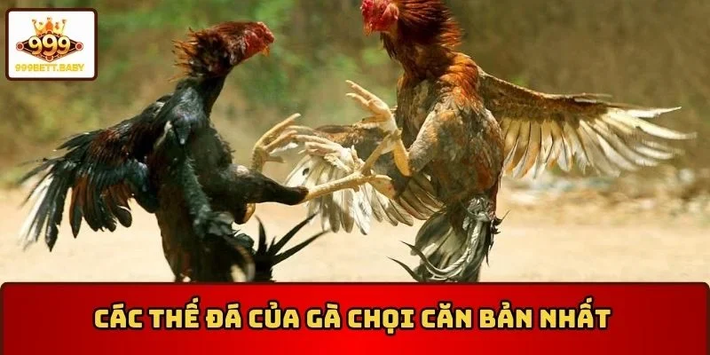 Nắm rõ công dụng của các thế đá của gà chọi căn bản