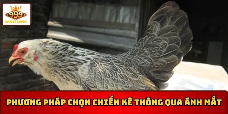 Cách chọn gà chọi mái đẹp thông qua ánh mắt