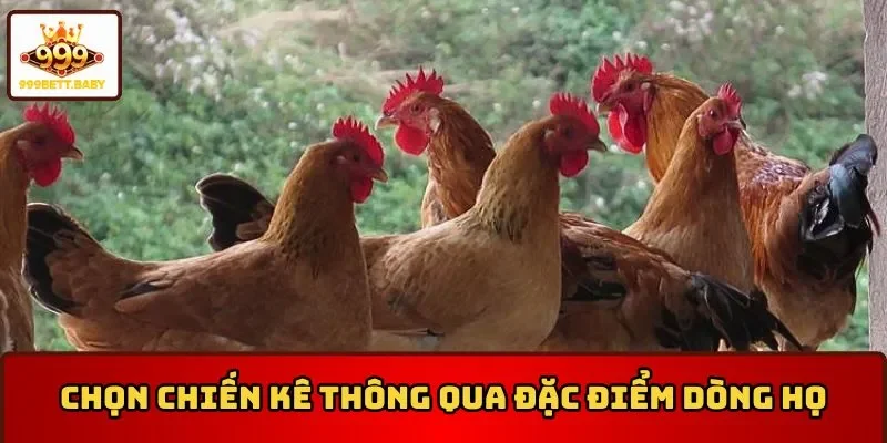 Cách chọn gà chọi mái đẹp thông qua đặc điểm dòng họ