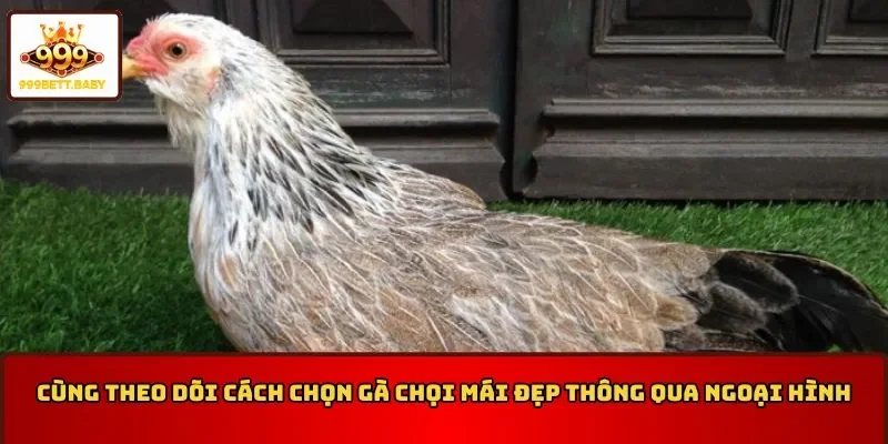 Cách chọn gà chọi mái đẹp thông qua ngoại hình