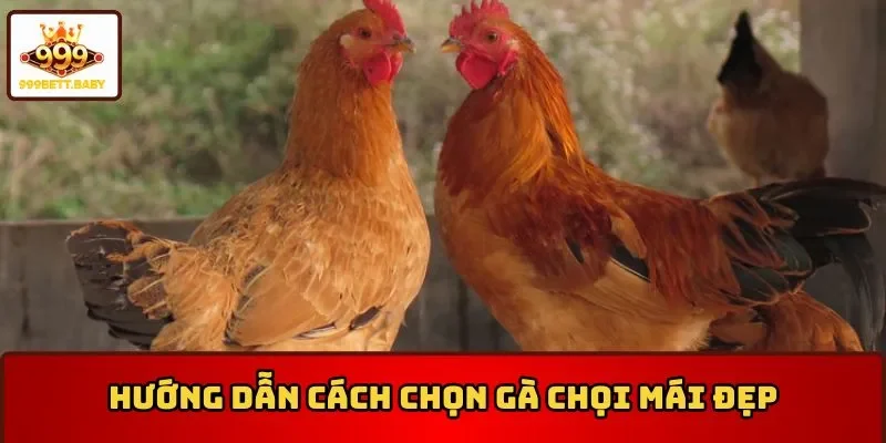 Cách chọn gà chọi mái đẹp