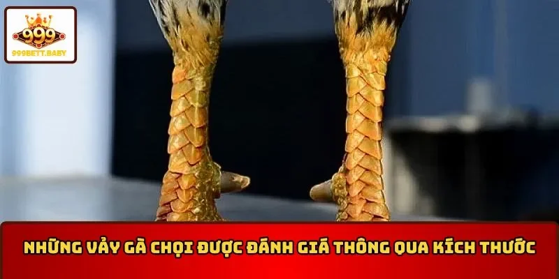 Cách lựa vảy gà chọi thông qua kích thước