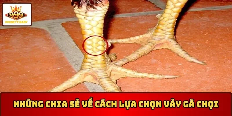Cách lựa vảy gà chọi