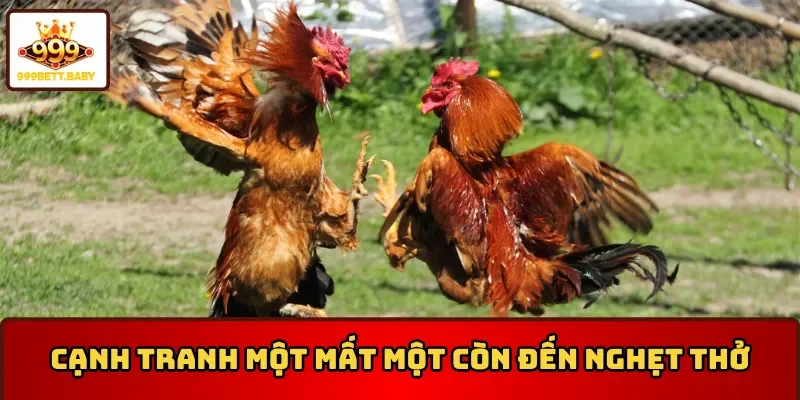 Đá gà Thomo có độ cạnh tranh cực cao