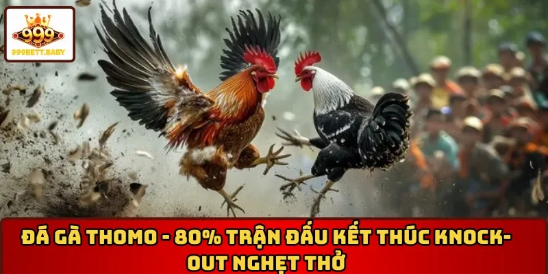 Đá gà Thomo