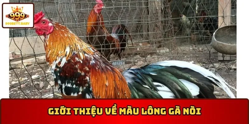 Giới thiệu về màu lông gà nòi