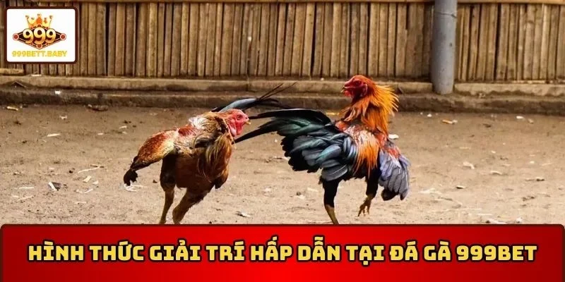 Hình thức giải trí vô cùng hấp dẫn tại đá gà 999BET