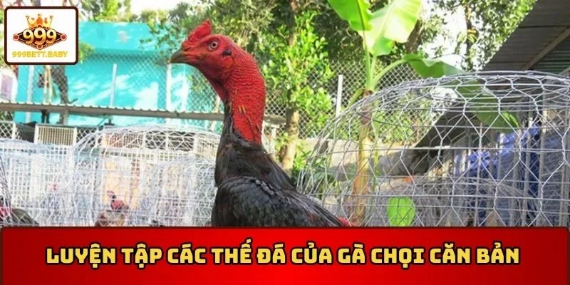Hướng dẫn luyện tập các thế đá của gà chọi căn bản 