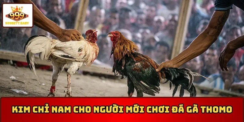 Kim chỉ nam cho người mới chơi đá gà Thomo