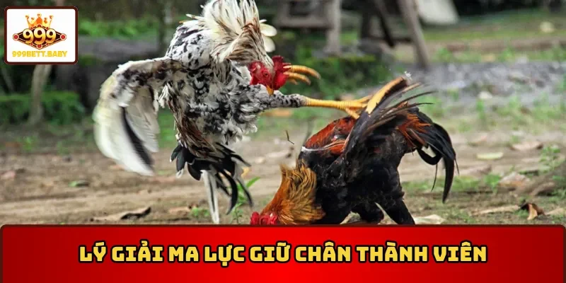 Lý do tại sao đá gà Thomo luôn thu hút thành viên 