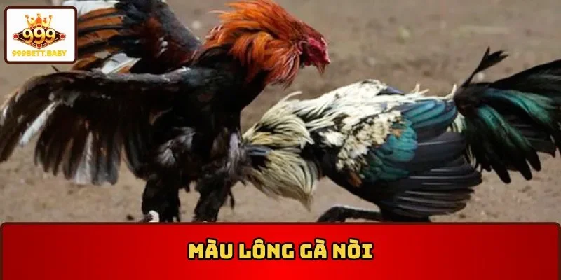 màu lông gà nòi