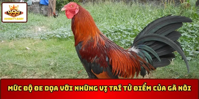 Mức độ đe dọa với những vị trí tử điểm của gà nòi