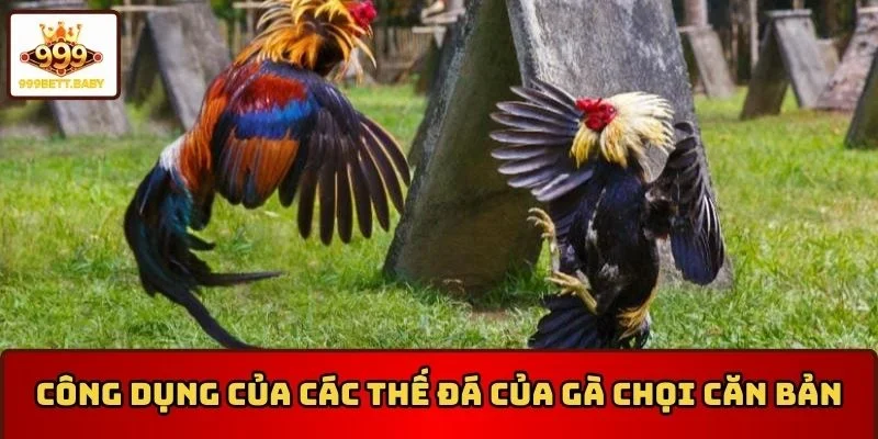 Các thế đá của gà chọi căn bản nhất dành cho bạn