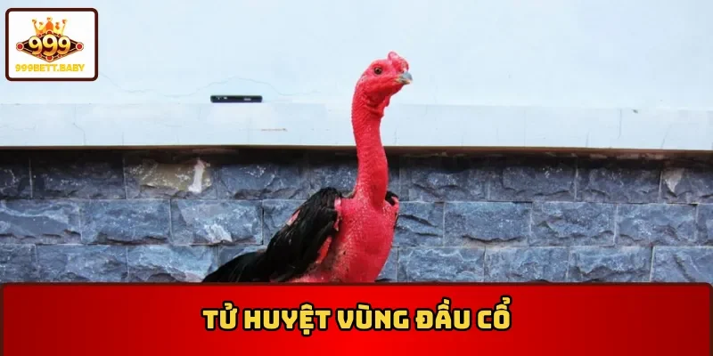 Những vị trí tử điểm của gà nòi - Vùng đầu cổ