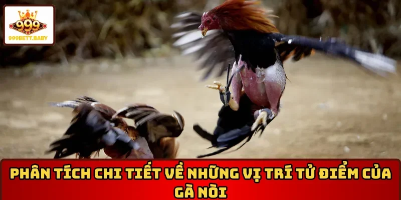 Những vị trí tử điểm của gà nòi