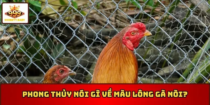 Phong thủy nói gì về màu lông gà nòi?