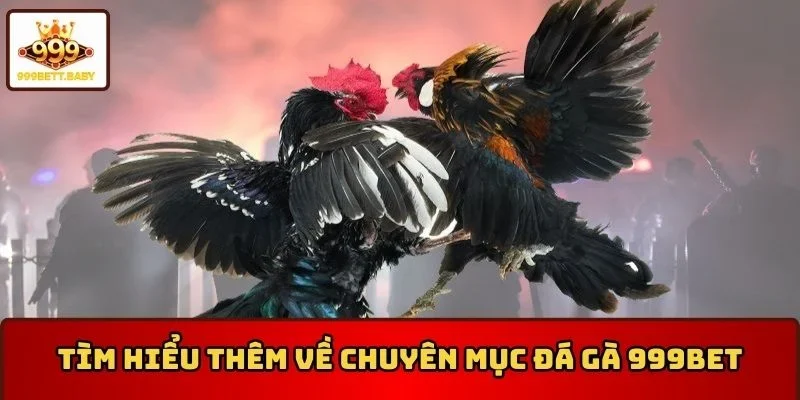 Tìm hiểu thêm về chuyên mục đá gà 999BET